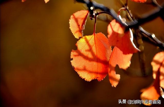 愿伯具言臣之不敢倍德也翻译，愿伯具言,臣之不敢倍德也翻译（120个文言实词汇编：第一辑）