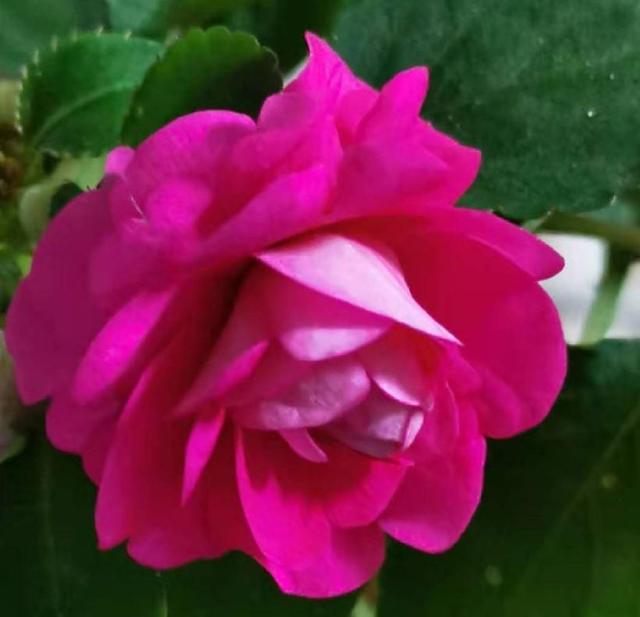 凤仙花种植方法和时间，凤仙花怎样扦插繁殖（一养就开爆盆）