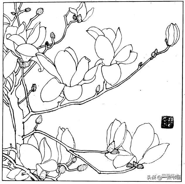 简笔画报花名：手绘铅笔画“白杜鹃花”画法，简笔画报花名（百花苑——白描百花分享<一>）