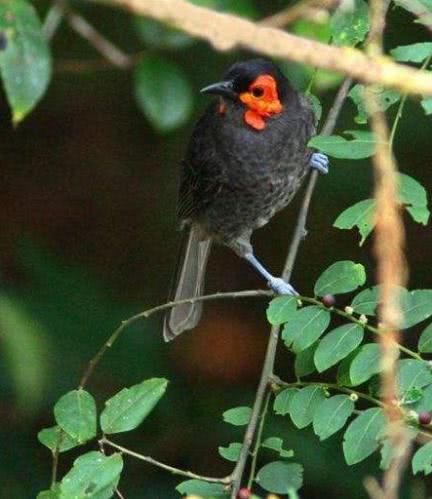 新几内亚天堂鸟，地球上长得极其怪异的6种奇特生物（新几内亚岛——几乎在地球上未被探寻的“失落的世界”）