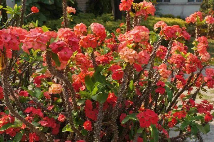 养多肉有毒吗(多肉都有毒吗)-柯彬网