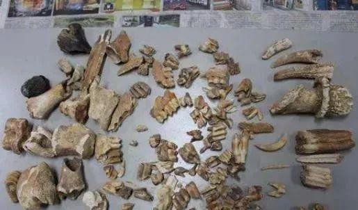 遗迹化石是指什么，属于遗迹化石的是什么（何谓化石？有什么价值）