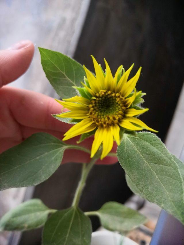 怎么选向日葵花，现在一定记得种棵向日葵