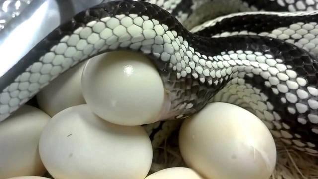 所有蛇都是卵生的吗，所有的蛇都是卵生吗（蛇蛋是不是从蛇嘴里吐出来的）
