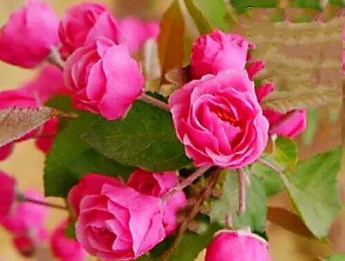 白兰地海棠的养殖方法，白兰地海棠～一种让人惊艳的海棠花