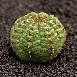 神奇的植物有哪些，世界上最神奇的植物（十种奇特的自然界植物）