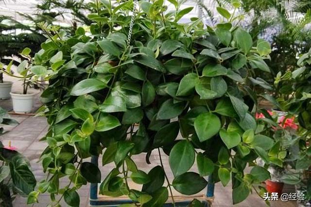 口红吊兰的养殖方法，口红吊兰好养吗（口红吊兰的养殖方法和注意事项什么时候开花掉叶子...）