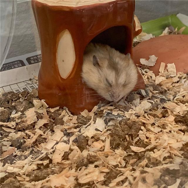 仓鼠寿命为什么这么短，仓鼠养久了会有感情吗（但依旧无法阻挡鼠鼠的离去）