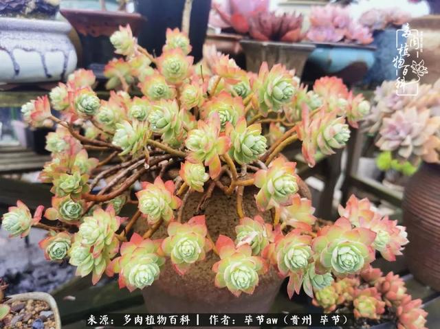 晴天橙子可爱头像微信，晴天橙子可爱头像（有多少次的会心一笑，全因多肉）