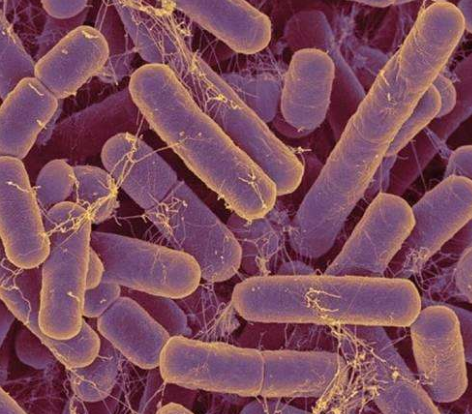 羊有几个胃，羊有几个胃 分别是（了解\