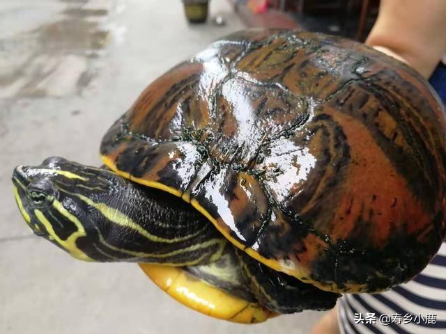 养龟的绿水要怎么培养，养殖户是如何培育绿水的