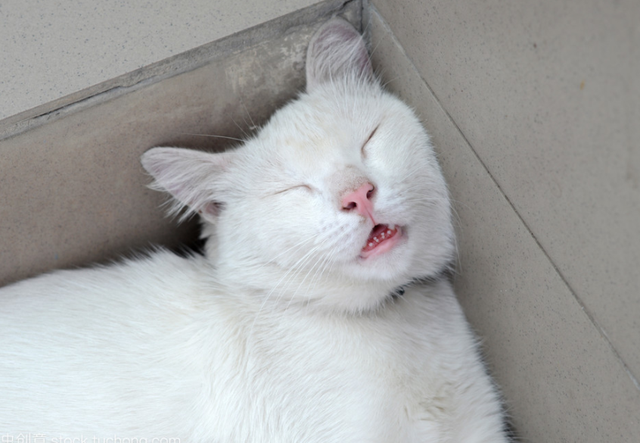 梦见猫是什么意思，女人做梦梦见猫是什么意思（猫咪的各种睡姿）