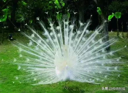 为什么雄性白孔雀也会开屏，孔雀开屏都是雄的吗（白孔雀开屏，太美了）