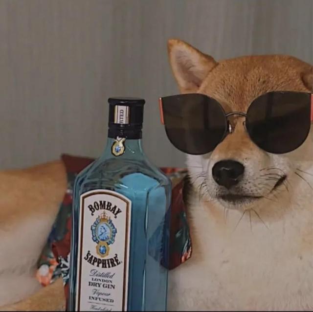 可爱的狗子图片，可爱狗子头像微信（狗狗憨憨头像‖好可爱啊）