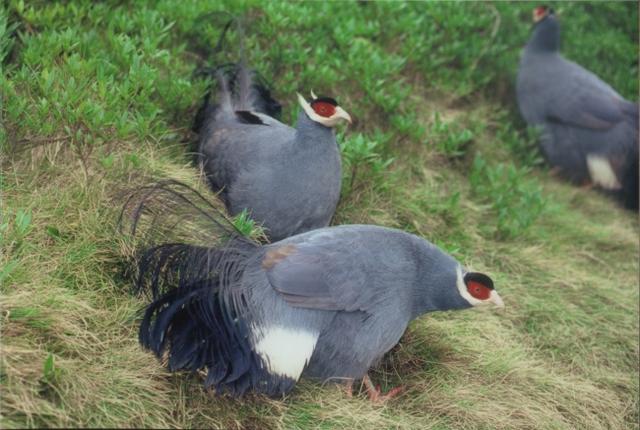 真正的土鸡，土鸡卖多少钱一斤（白马鸡、蓝马鸡、藏马鸡、褐马鸡）