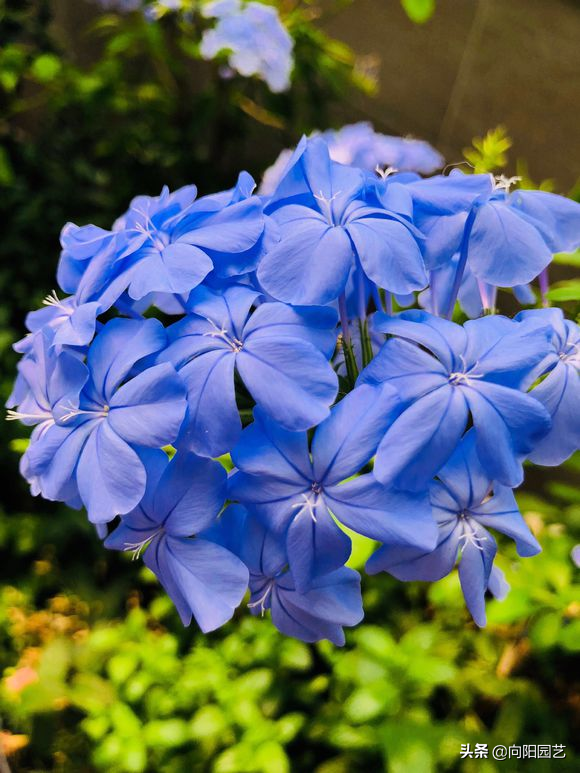 蓝雪花几月份开花，蓝雪花是几月开花（阳台开成“花园”）