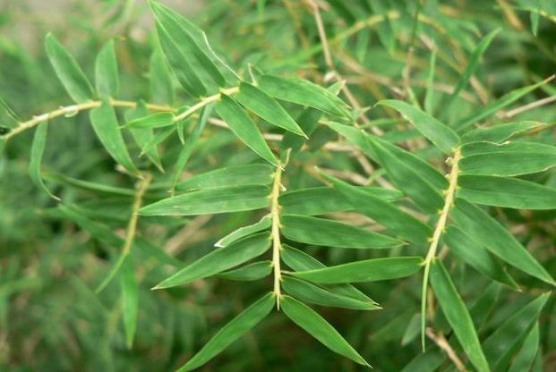 凤尾竹图片，袖珍椰子、散尾葵、蒲葵、棕竹、凤尾竹的区别辨识