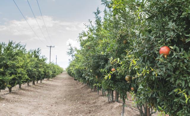 石榴树怎么剪枝，石榴剪枝方法（石榴树四季修剪方法介绍）