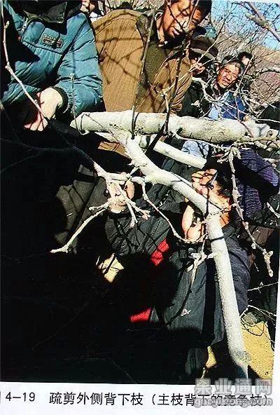 苹果树修剪技术，苹果树修剪技巧（苹果树“傻瓜式”修剪技术）