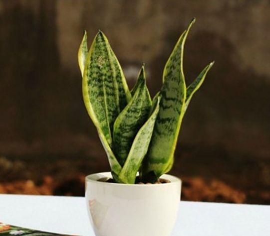 虎皮兰可以水培吗，虎皮兰能水培吗（插到水里就爆芽）