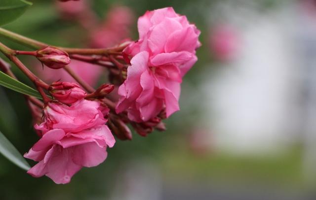 对恋人有很强依赖性的星座，缺乏安全感（越爱你、越容易失去自我的星座）
