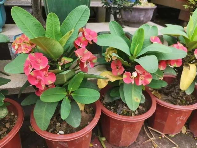 虎刺梅，你会养这种浑身带刺的植物么（虎刺梅怎么扦插）