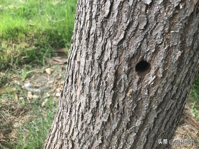 韧皮部是树的哪个部位，韧皮部在树的什么部位（白蜡树树干上有很多虫孔）