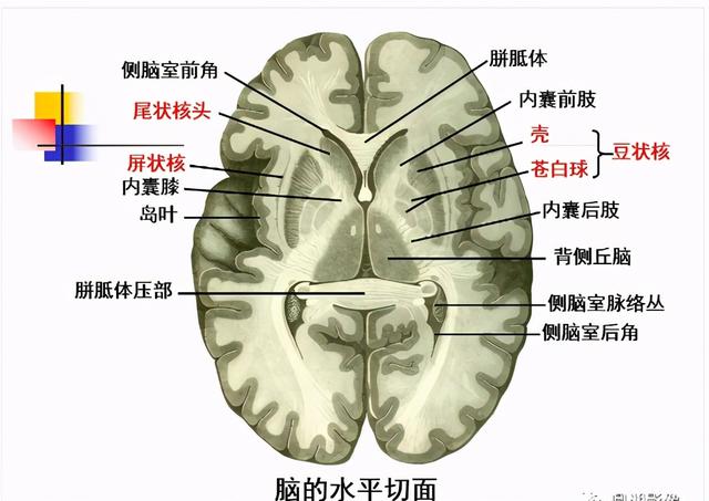 大脑杏仁体解剖图，高清大脑解剖图谱
