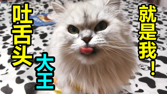 狗毛如何处理干净，狗毛怎么处理啊（怎么清除家里的猫毛狗毛）