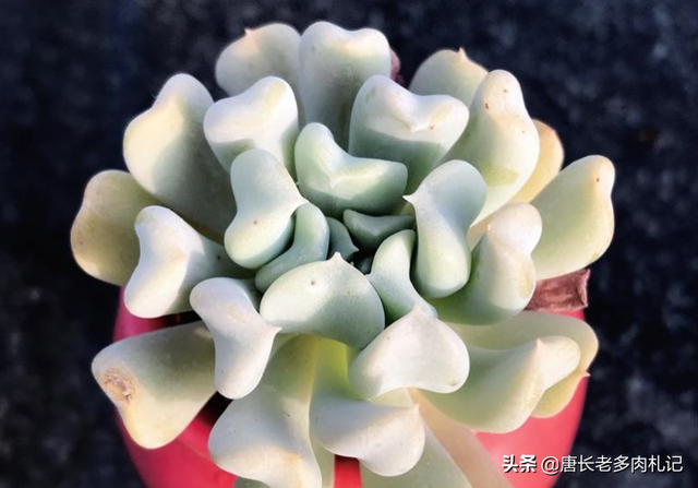 特玉莲的养殖方法，特玉莲怎么种植（多肉植物特玉莲用深盆还是浅盆栽种比较好）