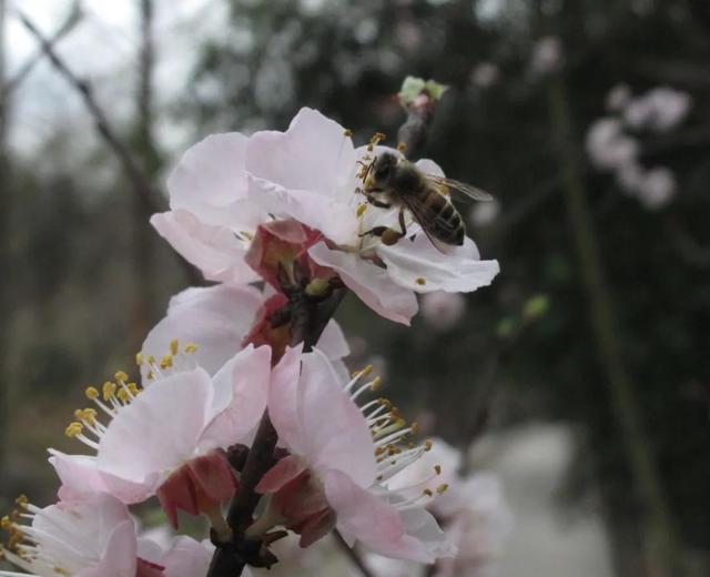 先有花朵还是先有采花的蜜蜂，蜜蜂是采蜜还是采花（采蜜昆虫和蜜源花卉是一对绝配）