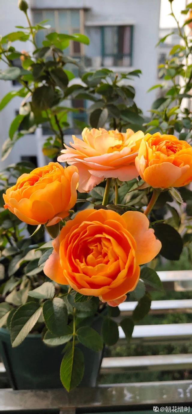 如何自制氮肥，自制氮肥怎么做（氮磷钾肥别买了）