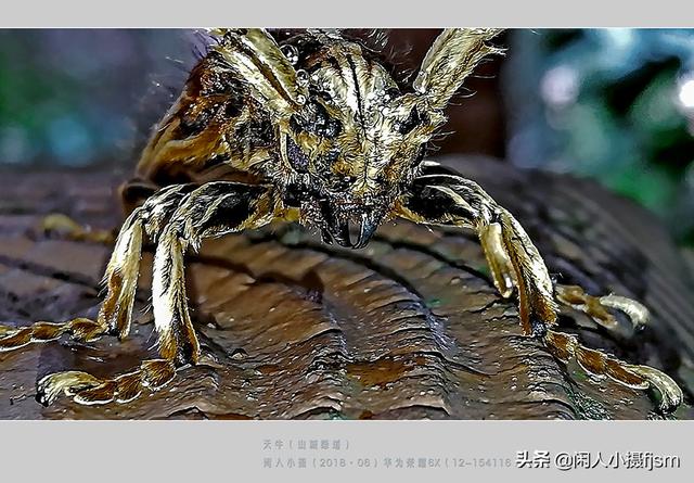 关于星天牛介绍，星天牛百度百科（这外貌“粗糙”的天牛你认得么）