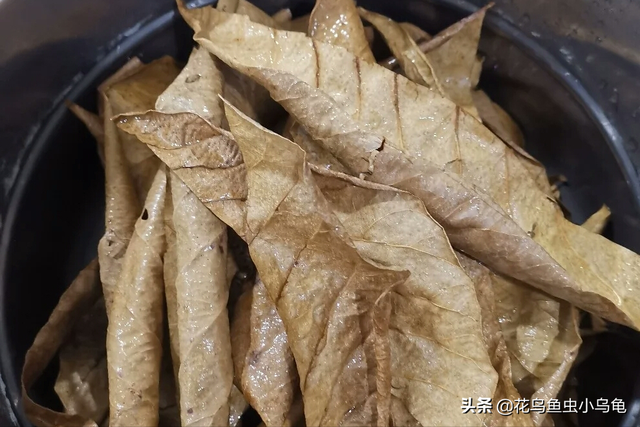 斗鱼吃什么，养出漂亮的斗鱼，实际上很简单（斗鱼吃什么食物最好）