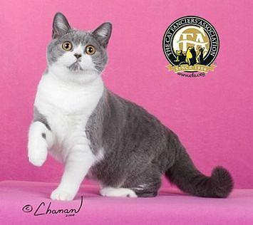 虎斑暹罗猫，银渐层、重点色、虎斑傻傻分不清（海豹虎斑暹罗猫）