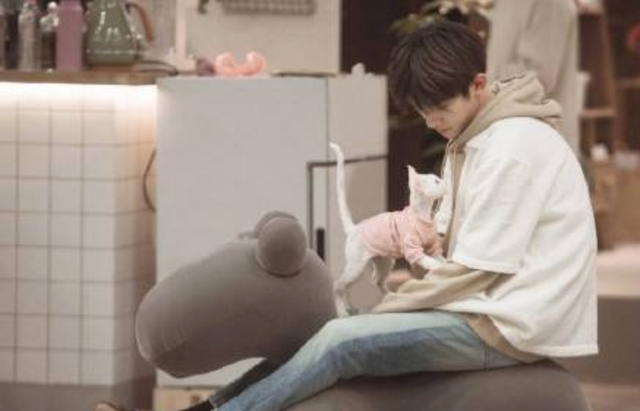 什么品种的猫不掉毛，什么品种的狗狗不掉毛（不掉毛的猫：德文卷毛猫）