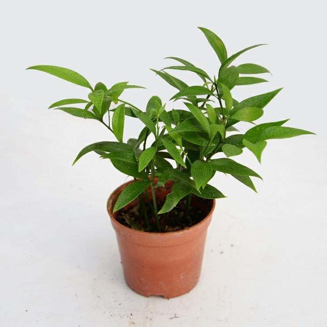 室内的长寿竹如何养，家里养长寿竹好吗风水（长寿竹的养殖方法和注意事项）