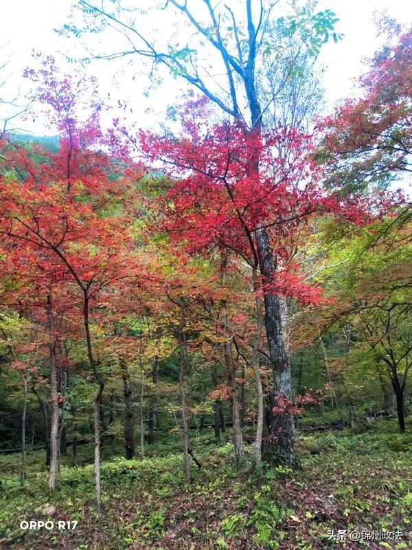枫叶的特点，最佳观赏期还要等一等……（枫叶长什么样子）