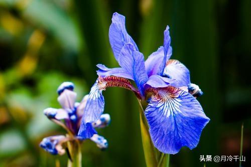 鸢尾花花语，念念不忘、爱的使者、使命、一颗优雅的心（鸢尾花花语象征与寓意）