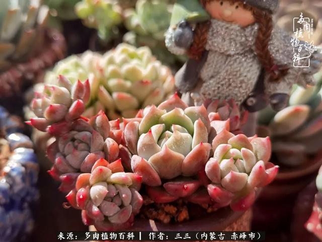 雪候鸟是什么意思，雪候鸟歌词表达什么意思（多肉于我从来不是锦上添花）