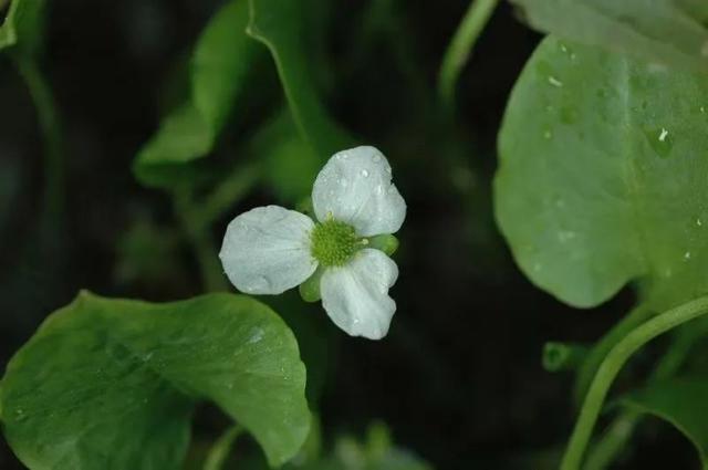国家一级保护植物的名单，国家一级保护植物简介（植物世界丨国家一级重点保护野生植物名录）