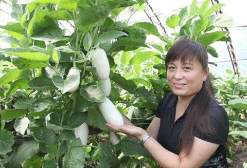 夏天大棚茄子栽培技术，大棚种植茄子