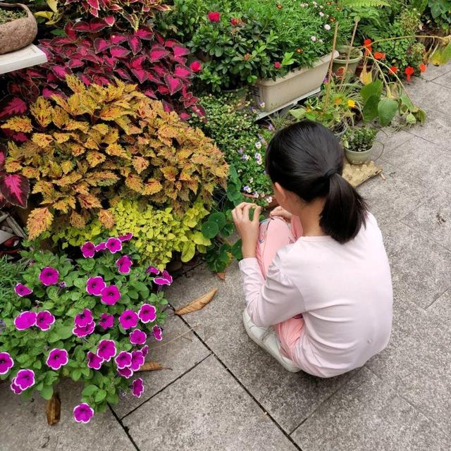 荷花最好看的品种是什么，这花最好看、最好养