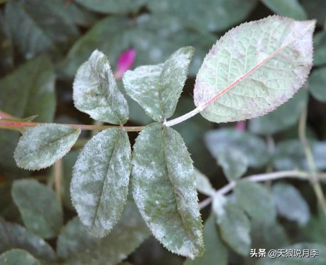 太阳花长白色的虫子是啥原因，太阳花上的白色虫子有什么办法去除（种花好帮手丨这份，先收藏）