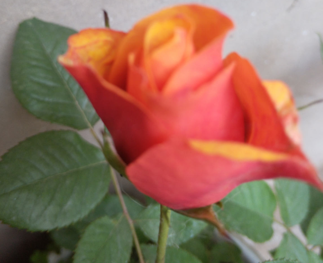 香槟玫瑰，阳台种香槟玫瑰，高贵又仙气（香槟玫瑰和白玫瑰混合花束寓意）