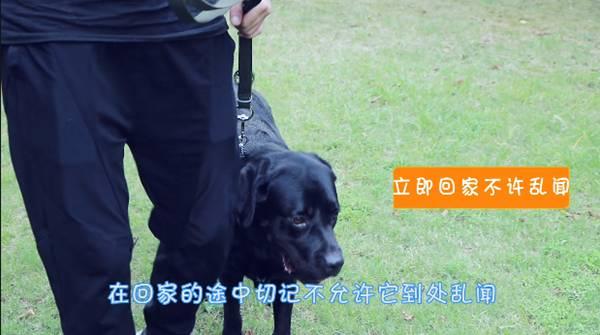 怎样训练小狗拉屎，怎样训练小狗拉屎视频（百分之八十养宠新手的烦恼——怎么训练狗狗上厕所）