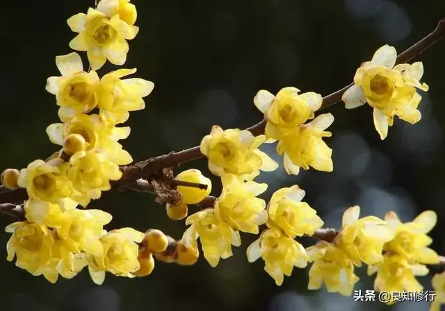 梅花诗歌，梅花诗歌鉴赏（写尽梅花傲雪风骨）