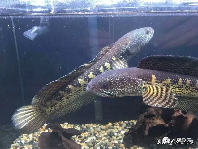 雷龙鱼正确喂食方法，雷龙鱼苗喂食（眼镜蛇雷龙入门必看）