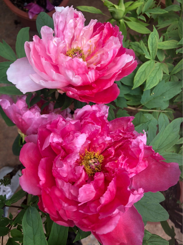 家用智能垃圾桶，垃圾桶边多了不少花（智能垃圾桶怎么用）