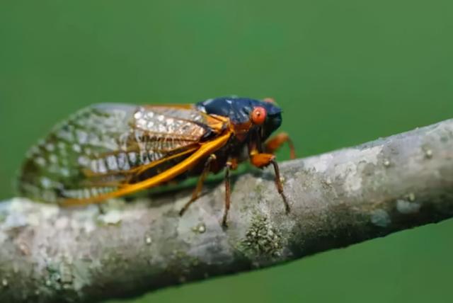 乌龟叫是怎么回事，养的小乌龟叫是怎么回事（为什么天越热，蝉叫得越厉害）